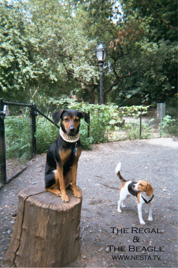 The Regal & The Beagle